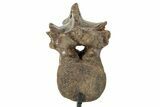 Dinosaur (Thescelosaurus?) Caudal Vertebra w/ Stand - Montana #245946-1